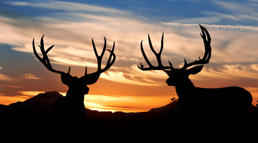 What Is Deer Antler Velvet?