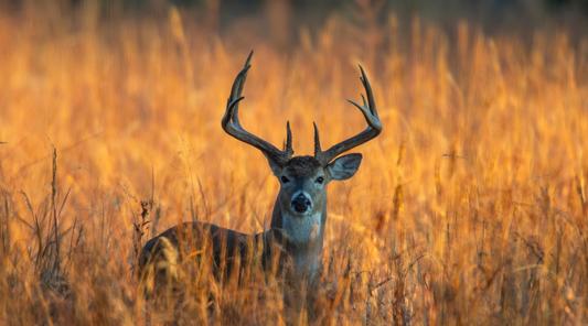 How Deer Antler Velvet Is Harvested in New Zealand