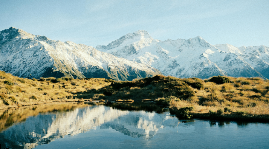 Why New Zealand Deer Velvet Is Considered Premium
